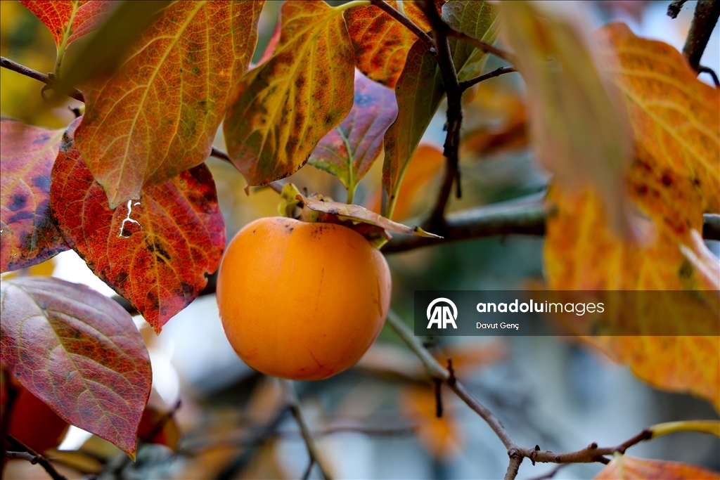 نساء كوجة علي يرفعن شهرة "برسيمون" في أسواق تركيا