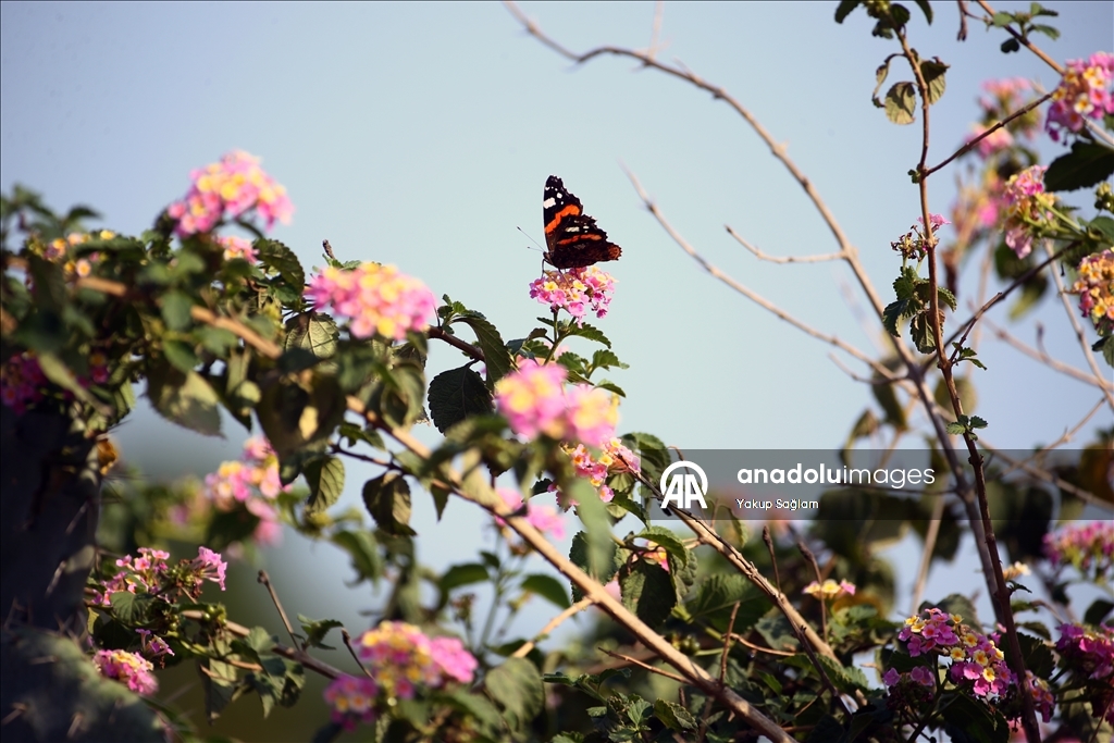 Лагуна Юмурталык предоставляет среду обитания для различных видов животных