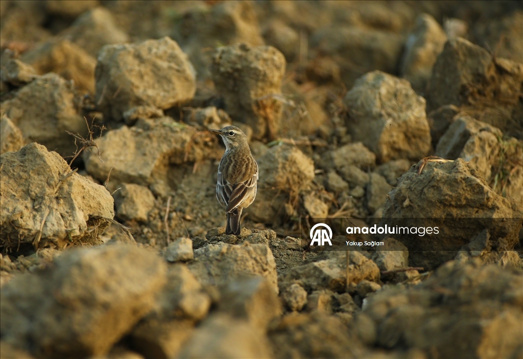 Лагуна Юмурталык предоставляет среду обитания для различных видов животных