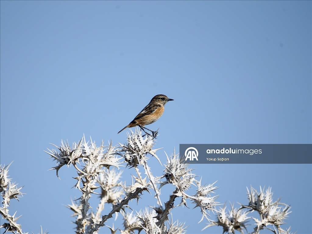Лагуна Юмурталык предоставляет среду обитания для различных видов животных