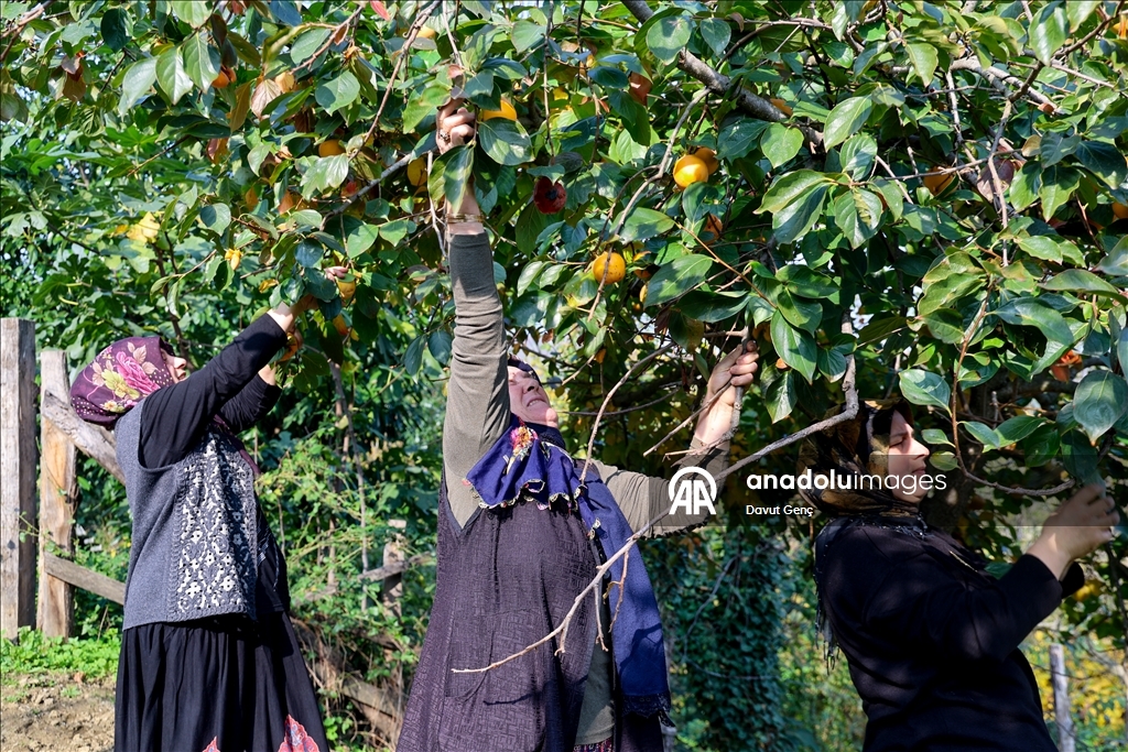 نساء كوجة علي يرفعن شهرة "برسيمون" في أسواق تركيا