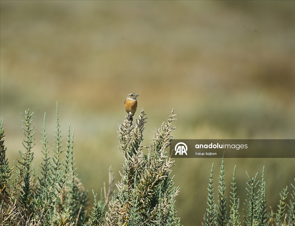 Yumurtalık Lagünü farklı türlerdeki canlılara yaşam alanı sunuyor