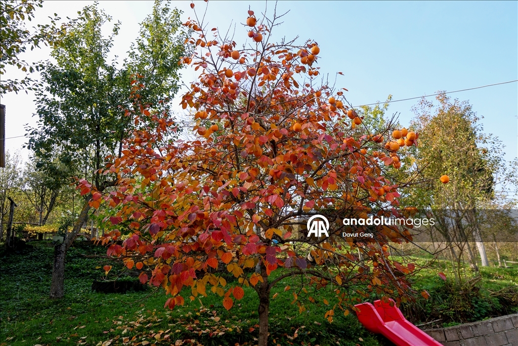 نساء كوجة علي يرفعن شهرة "برسيمون" في أسواق تركيا