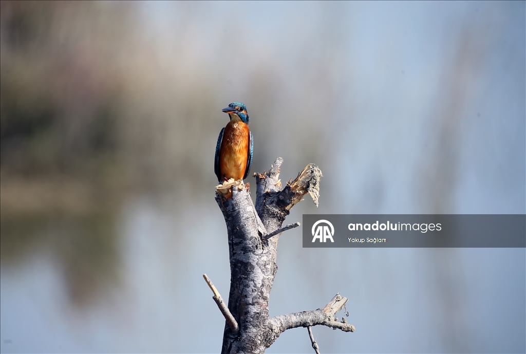 Лагуна Юмурталык предоставляет среду обитания для различных видов животных