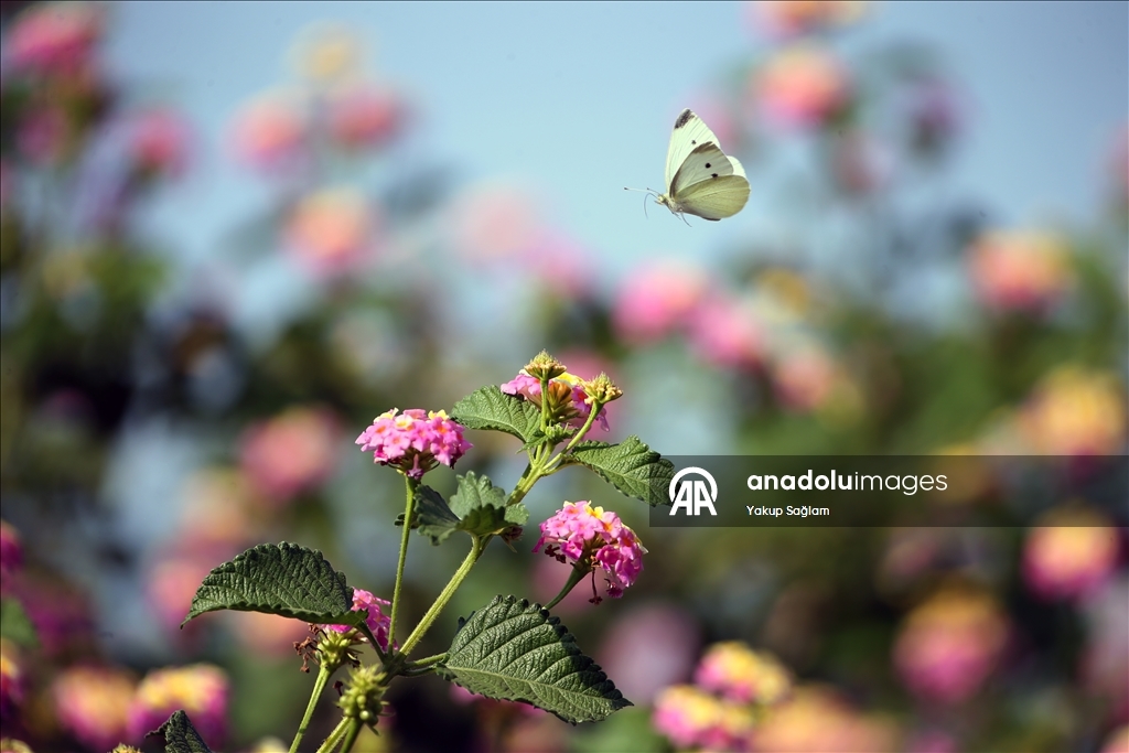 Лагуна Юмурталык предоставляет среду обитания для различных видов животных