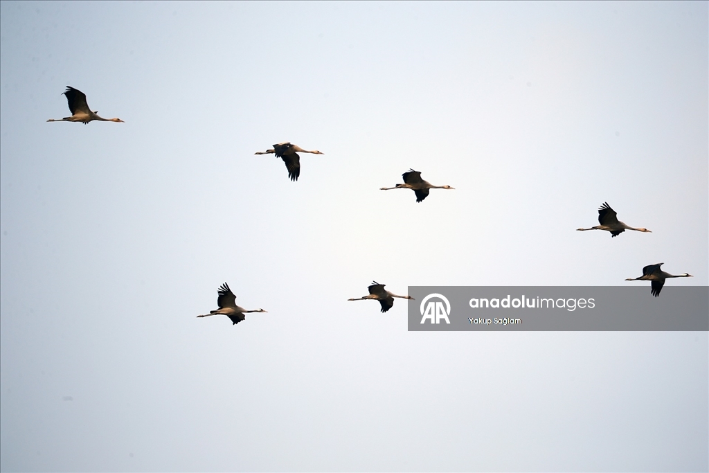 Yumurtalık Lagünü farklı türlerdeki canlılara yaşam alanı sunuyor