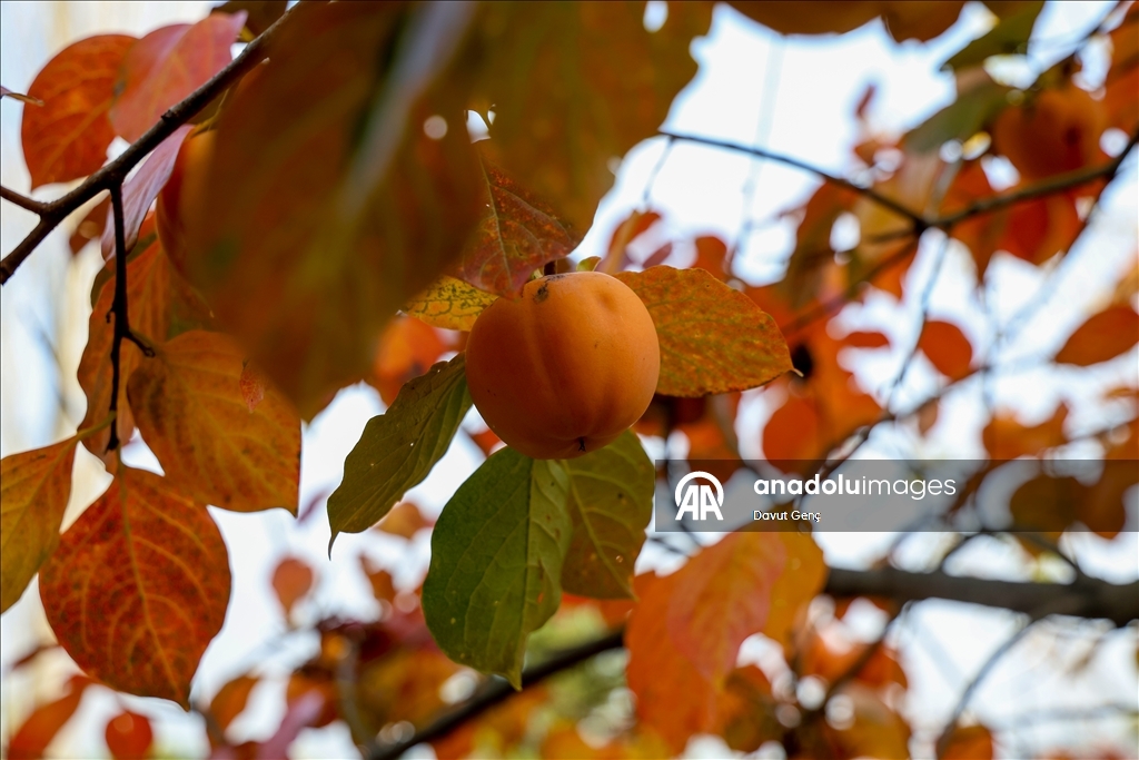 نساء كوجة علي يرفعن شهرة "برسيمون" في أسواق تركيا