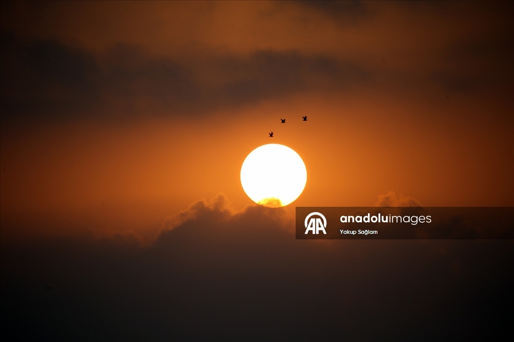 Yumurtalık Lagünü farklı türlerdeki canlılara yaşam alanı sunuyor