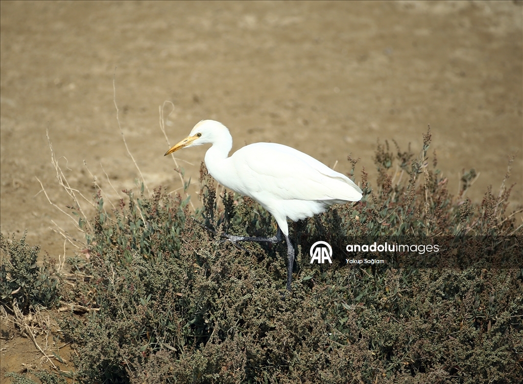 Лагуна Юмурталык предоставляет среду обитания для различных видов животных