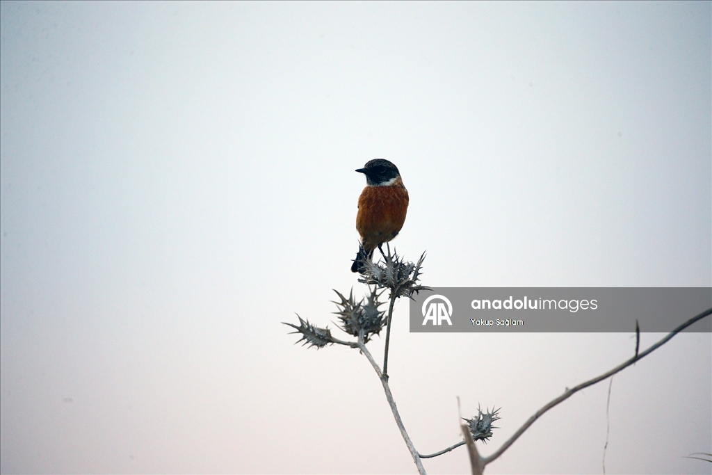 Yumurtalık Lagünü farklı türlerdeki canlılara yaşam alanı sunuyor