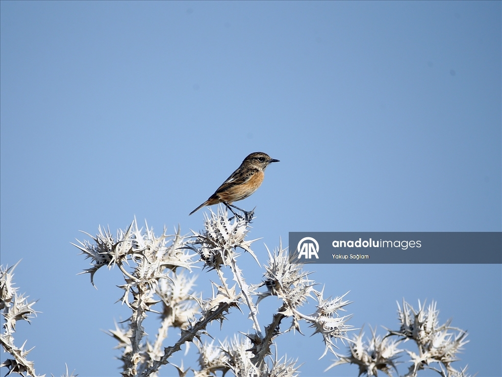 Yumurtalık Lagünü farklı türlerdeki canlılara yaşam alanı sunuyor