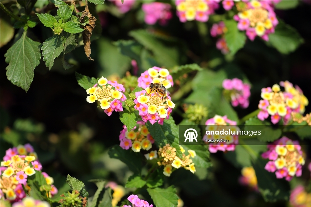 Лагуна Юмурталык предоставляет среду обитания для различных видов животных