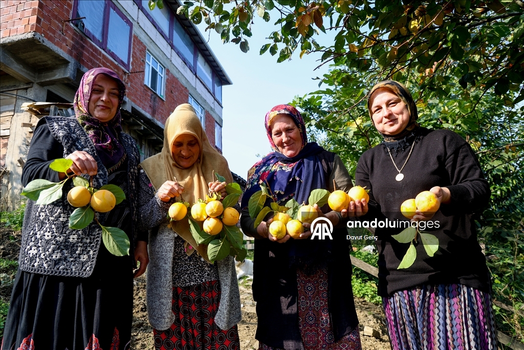 نساء كوجة علي يرفعن شهرة "برسيمون" في أسواق تركيا