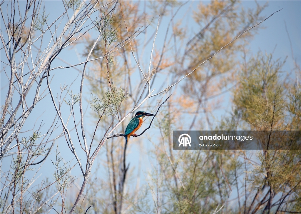 Лагуна Юмурталык предоставляет среду обитания для различных видов животных