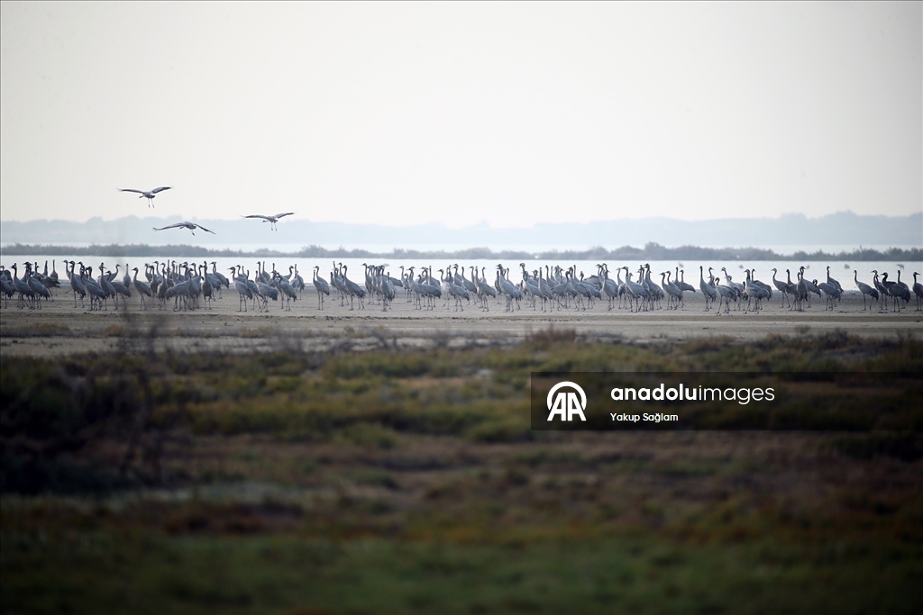Yumurtalık Lagünü farklı türlerdeki canlılara yaşam alanı sunuyor