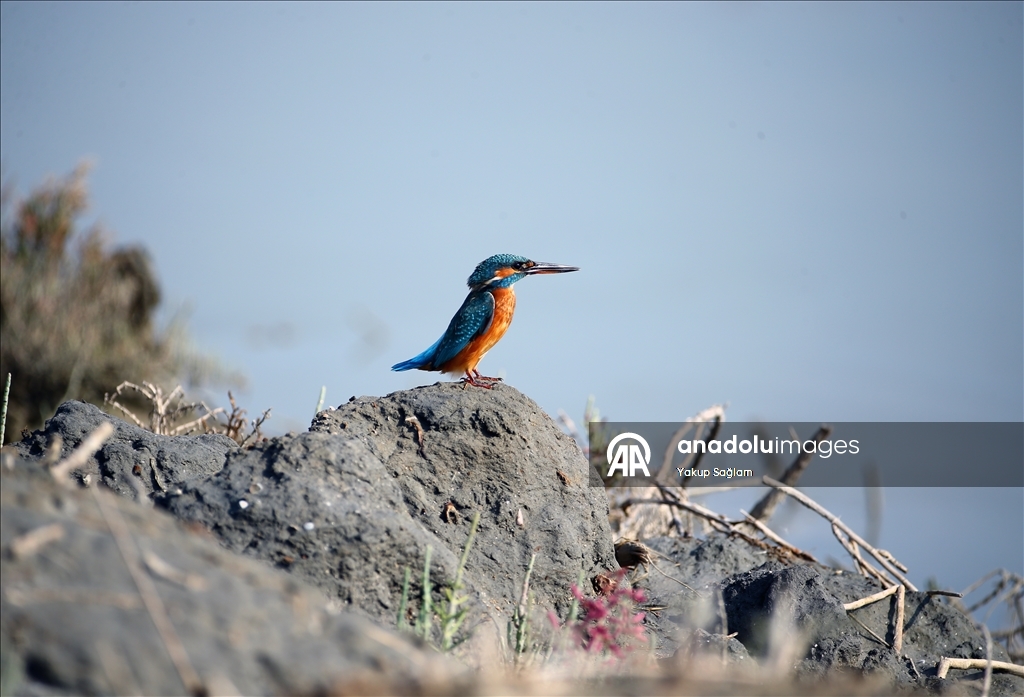 Лагуна Юмурталык предоставляет среду обитания для различных видов животных