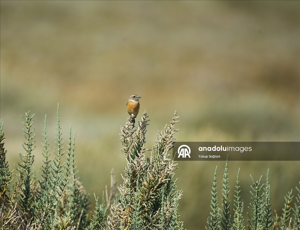 Лагуна Юмурталык предоставляет среду обитания для различных видов животных