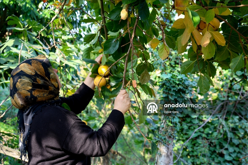 نساء كوجة علي يرفعن شهرة "برسيمون" في أسواق تركيا