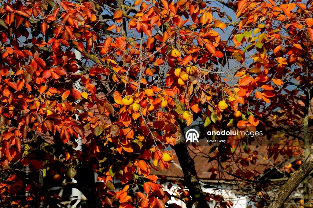 نساء كوجة علي يرفعن شهرة "برسيمون" في أسواق تركيا