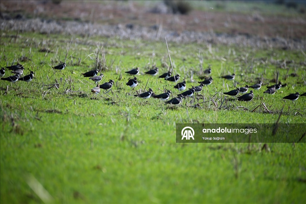 Лагуна Юмурталык предоставляет среду обитания для различных видов животных