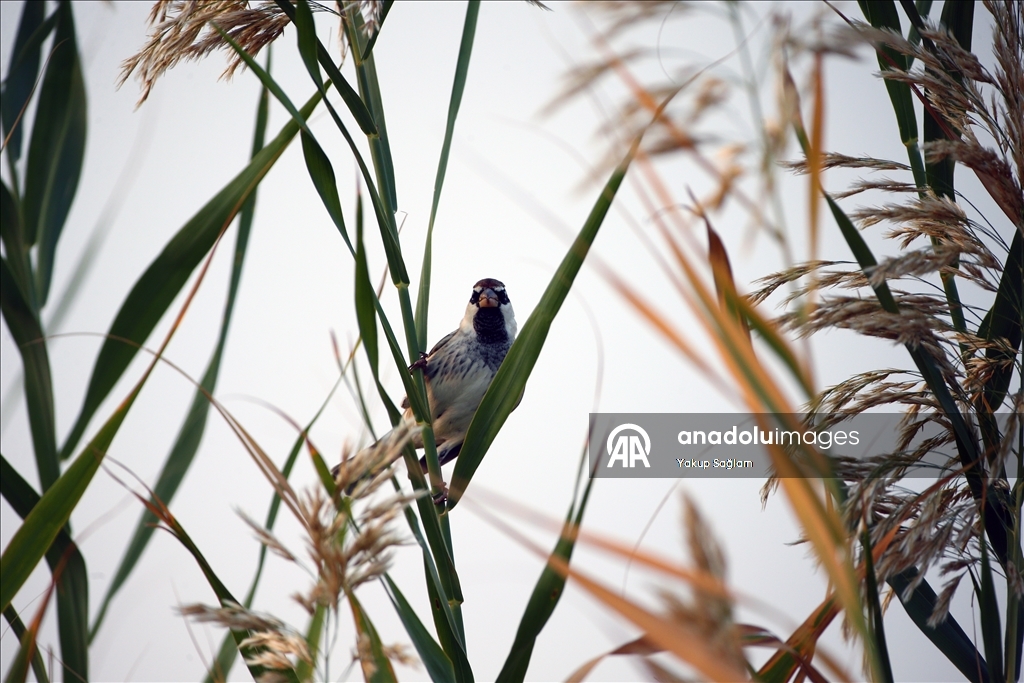 Лагуна Юмурталык предоставляет среду обитания для различных видов животных