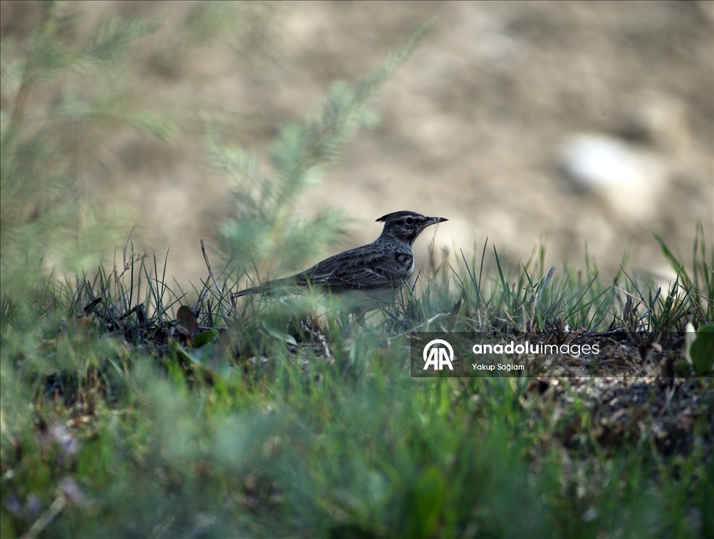 Лагуна Юмурталык предоставляет среду обитания для различных видов животных