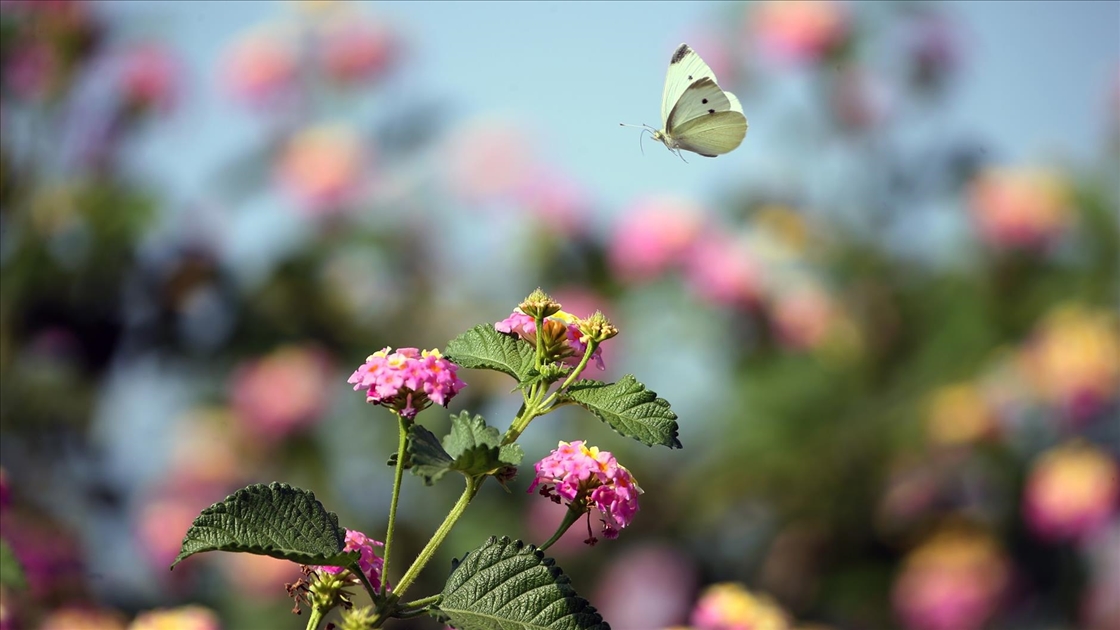 Yumurtalık Lagünü farklı türlerdeki canlılara yaşam alanı sunuyor