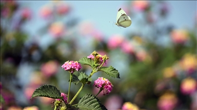 Yumurtalık Lagünü farklı türlerdeki canlılara yaşam alanı sunuyor