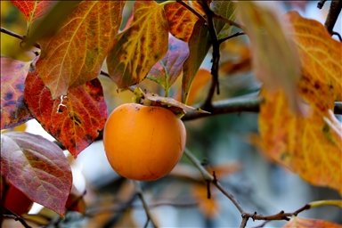 نساء كوجة علي يرفعن شهرة "برسيمون" في أسواق تركيا