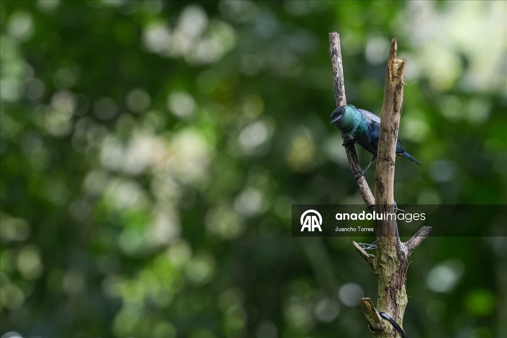 Колумбийский город Кали продолжает привлекать внимание любителей съемки птиц