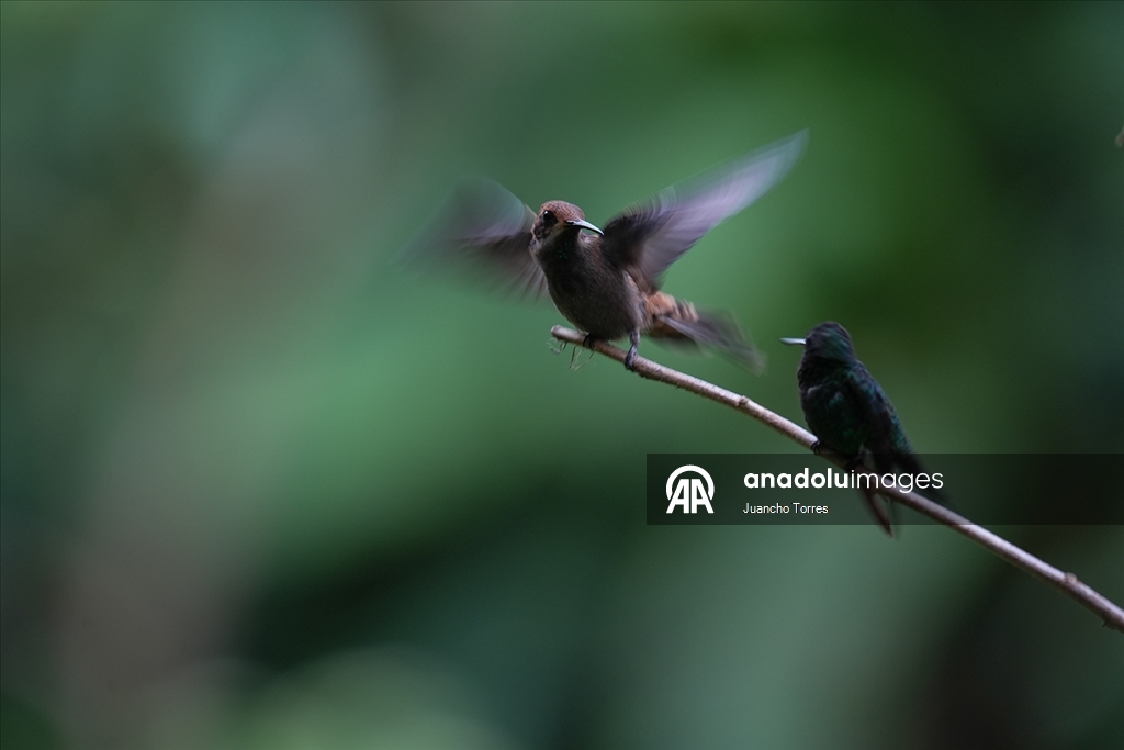 Колумбийский город Кали продолжает привлекать внимание любителей съемки птиц