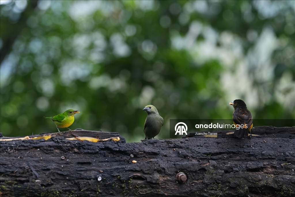 Колумбийский город Кали продолжает привлекать внимание любителей съемки птиц