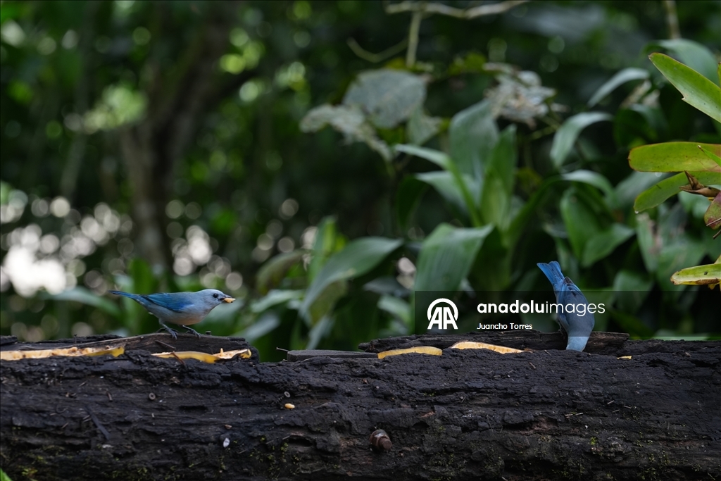 Kolombiya'nın Cali kenti kuş fotoğrafçılığı için öne çıkmaya devam ediyor