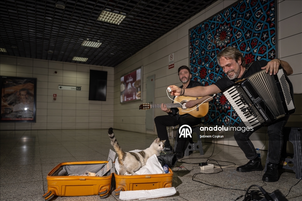 "Sirkecili” the cat steals hearts at Istanbul’s Sirkeci Marmaray Station