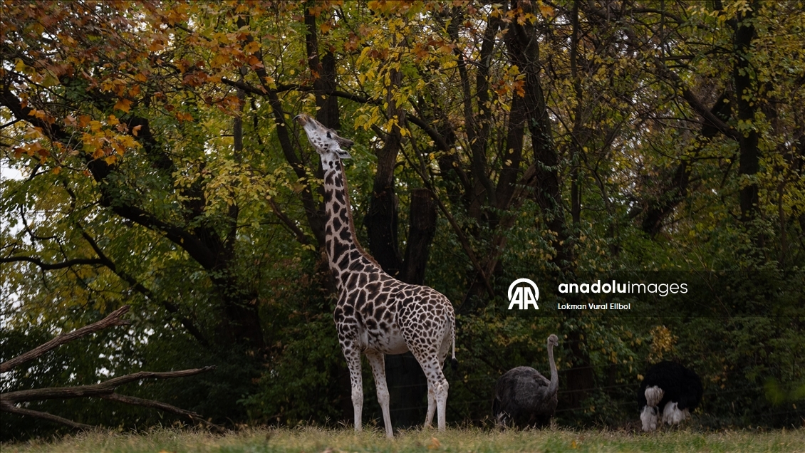 New York'un Bronx Hayvanat Bahçesi’nde sonbahar