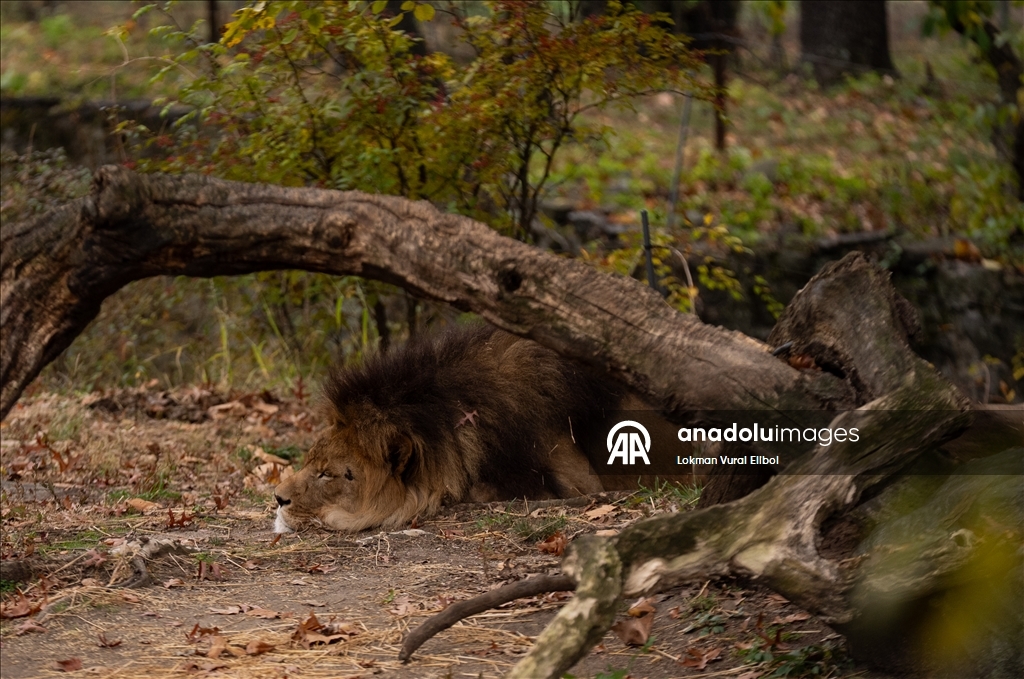 New York'un Bronx Hayvanat Bahçesi’nde sonbahar