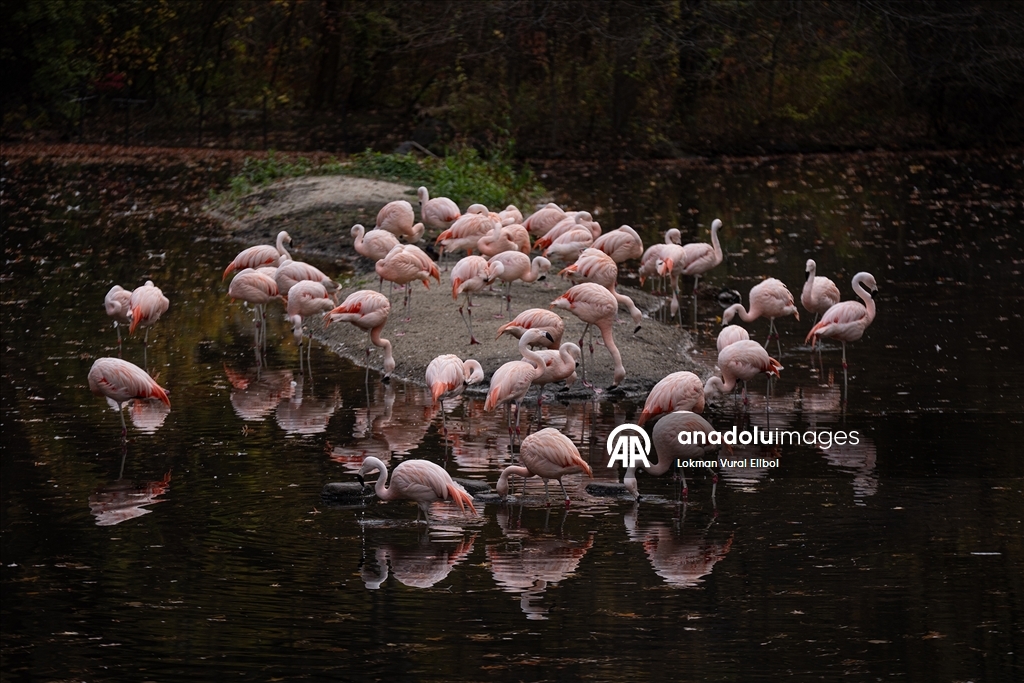 Осень в зоопарке Бронкса в Нью-Йорке