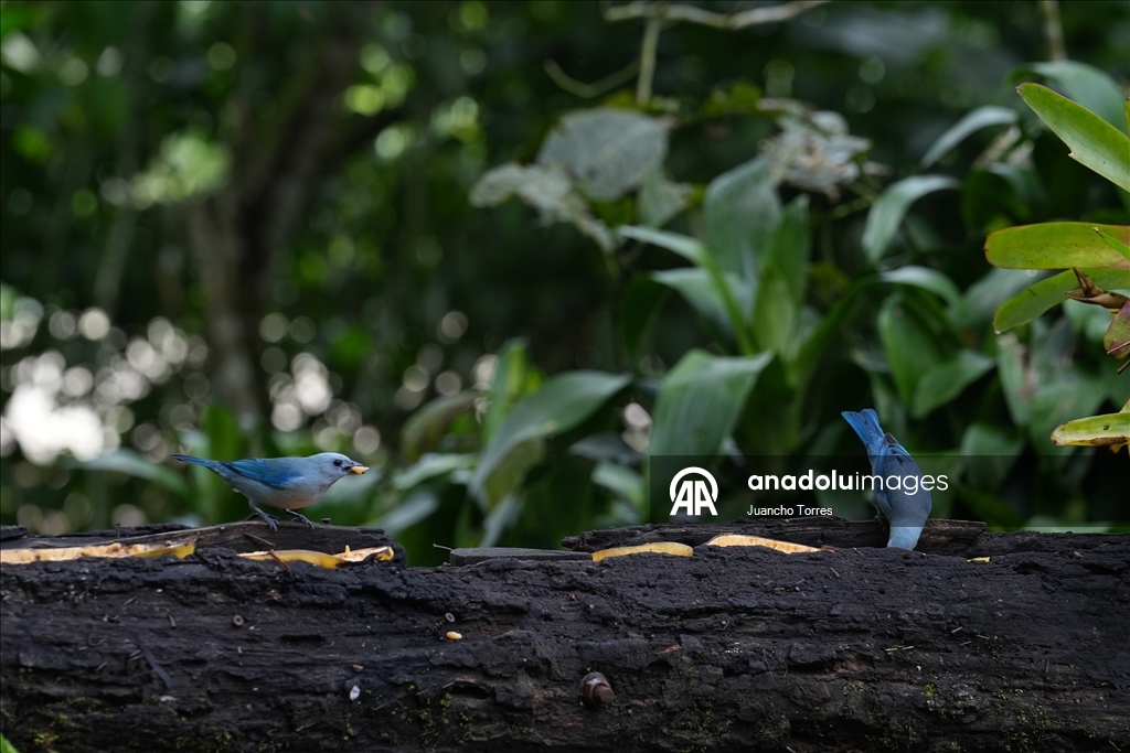 Колумбийский город Кали продолжает привлекать внимание любителей съемки птиц