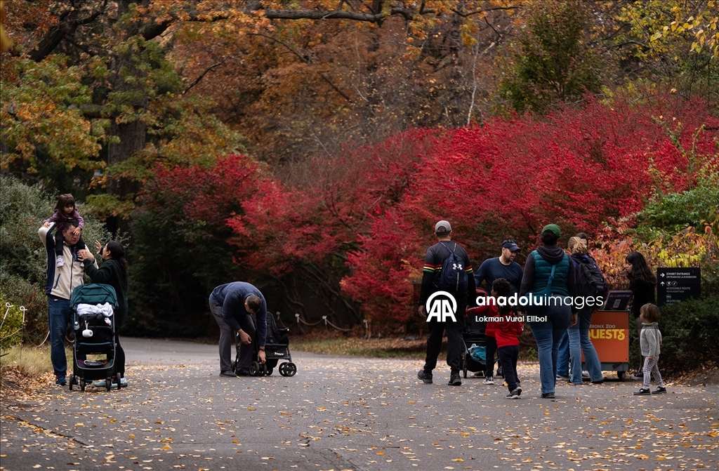 Осень в зоопарке Бронкса в Нью-Йорке