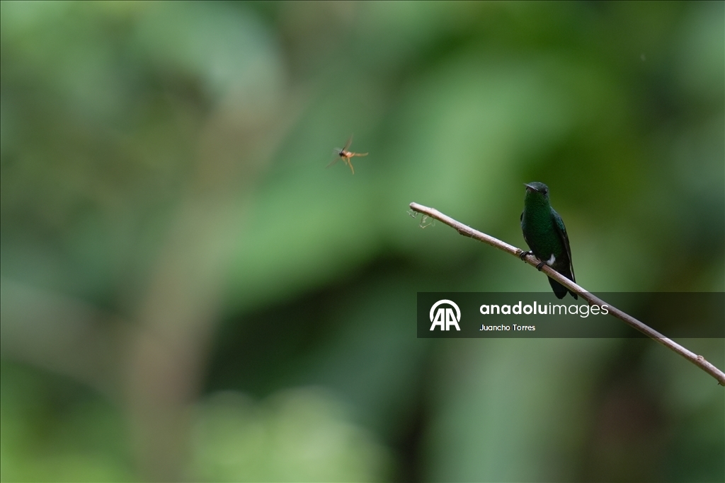 Kolombiya'nın Cali kenti kuş fotoğrafçılığı için öne çıkmaya devam ediyor