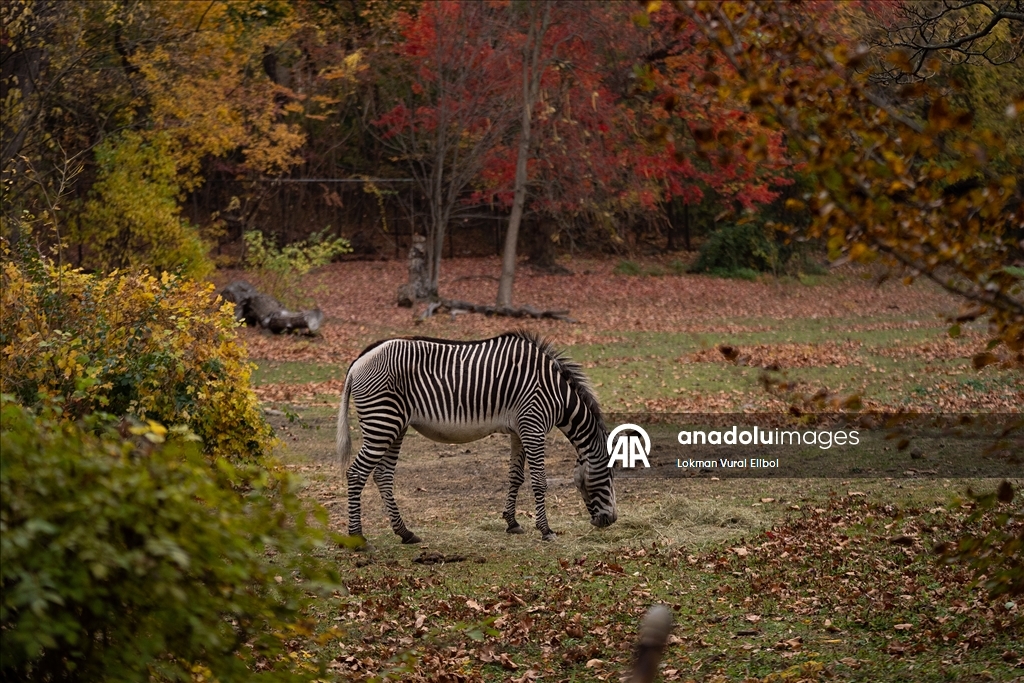 Осень в зоопарке Бронкса в Нью-Йорке