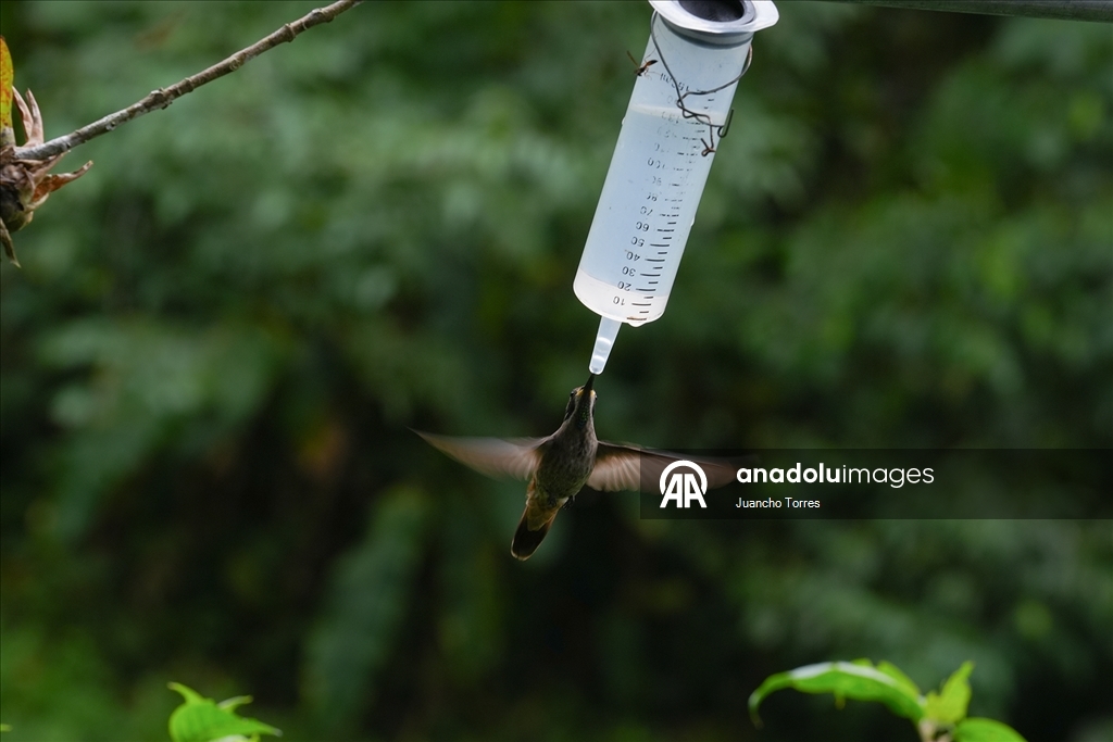 Колумбийский город Кали продолжает привлекать внимание любителей съемки птиц