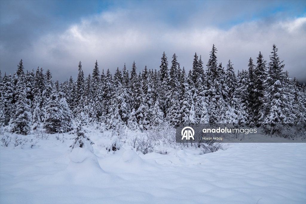 Alaska’da ilk kar yağışıyla doğa beyaza büründü