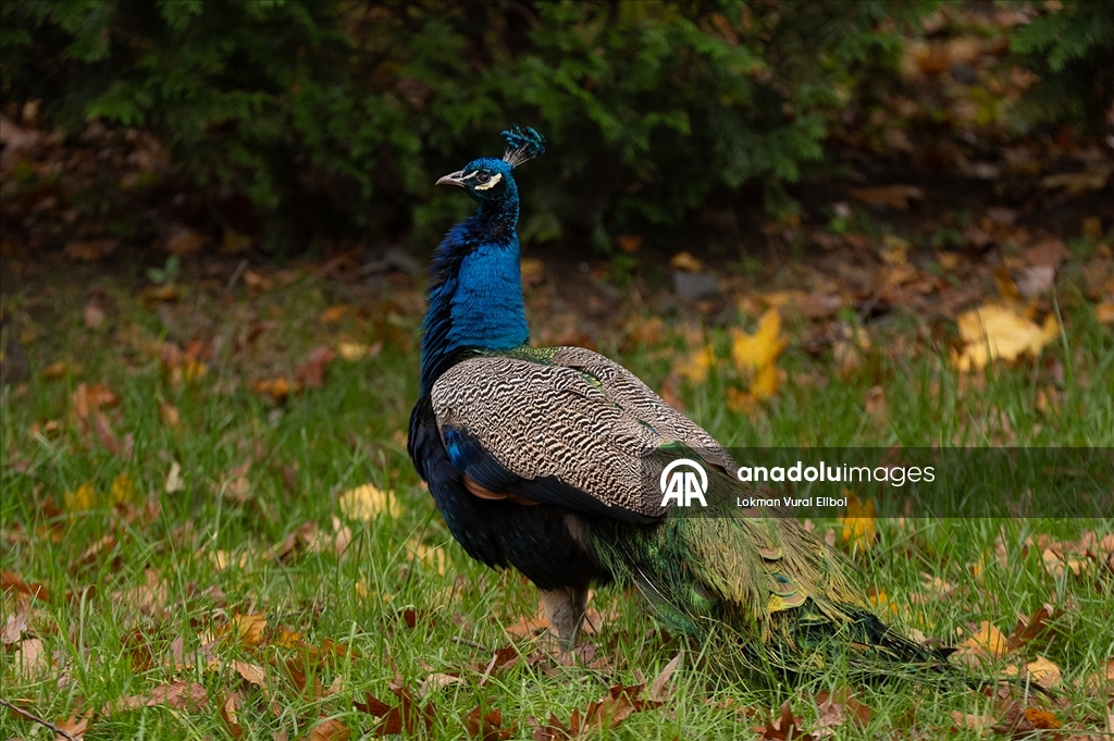 Осень в зоопарке Бронкса в Нью-Йорке