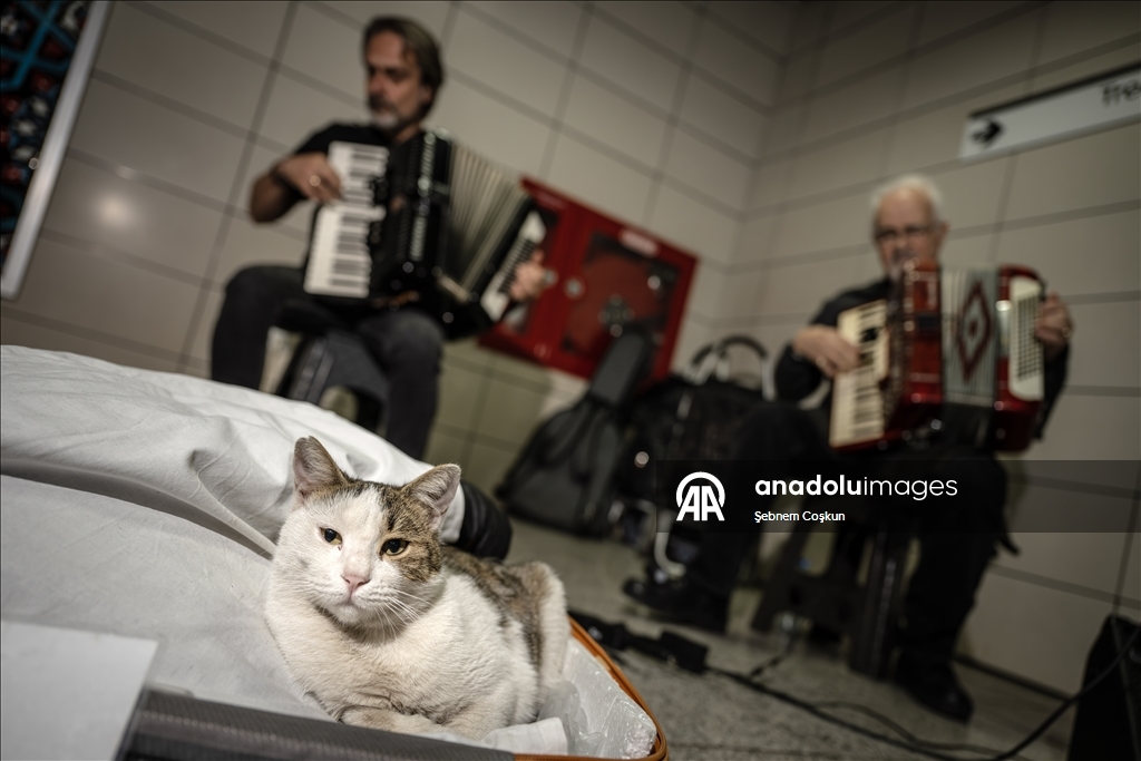 "Sirkecili” the cat steals hearts at Istanbul’s Sirkeci Marmaray Station