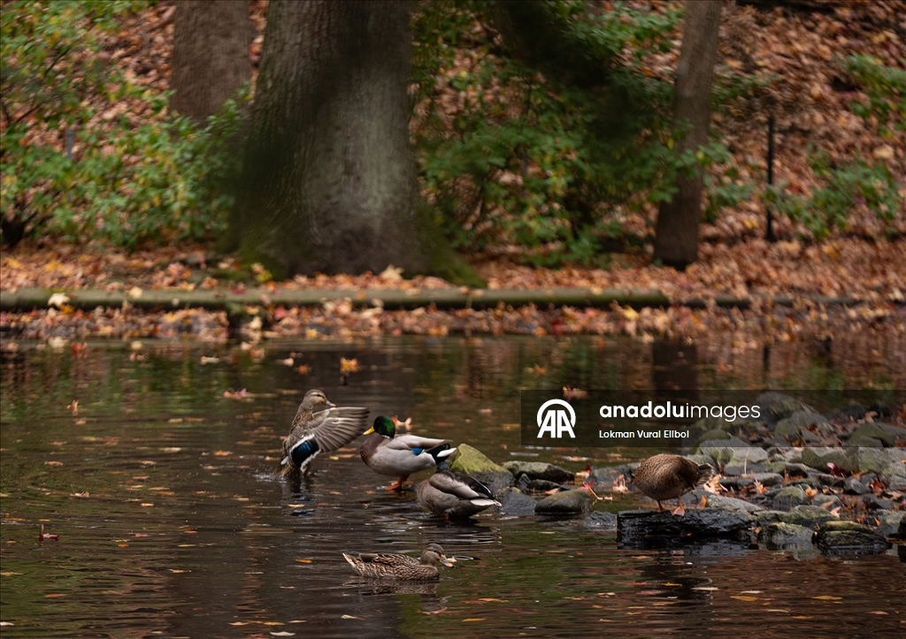 Осень в зоопарке Бронкса в Нью-Йорке