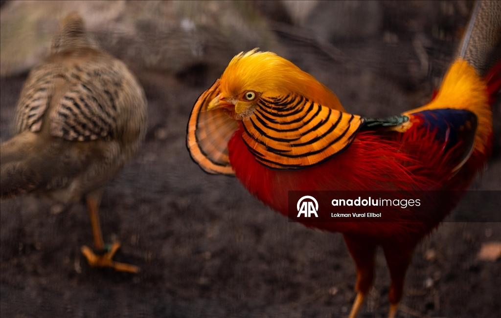 New York'un Bronx Hayvanat Bahçesi’nde sonbahar