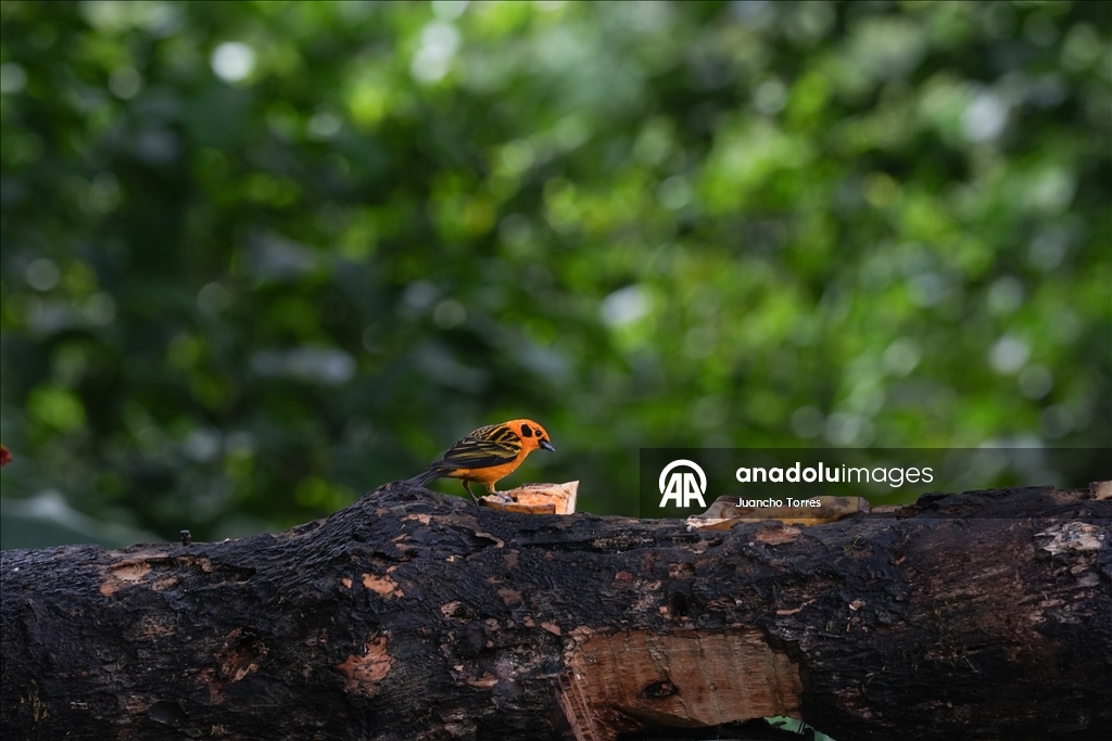Kolombiya'nın Cali kenti kuş fotoğrafçılığı için öne çıkmaya devam ediyor