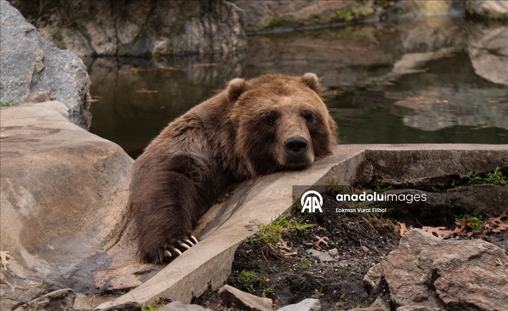 New York'un Bronx Hayvanat Bahçesi’nde sonbahar