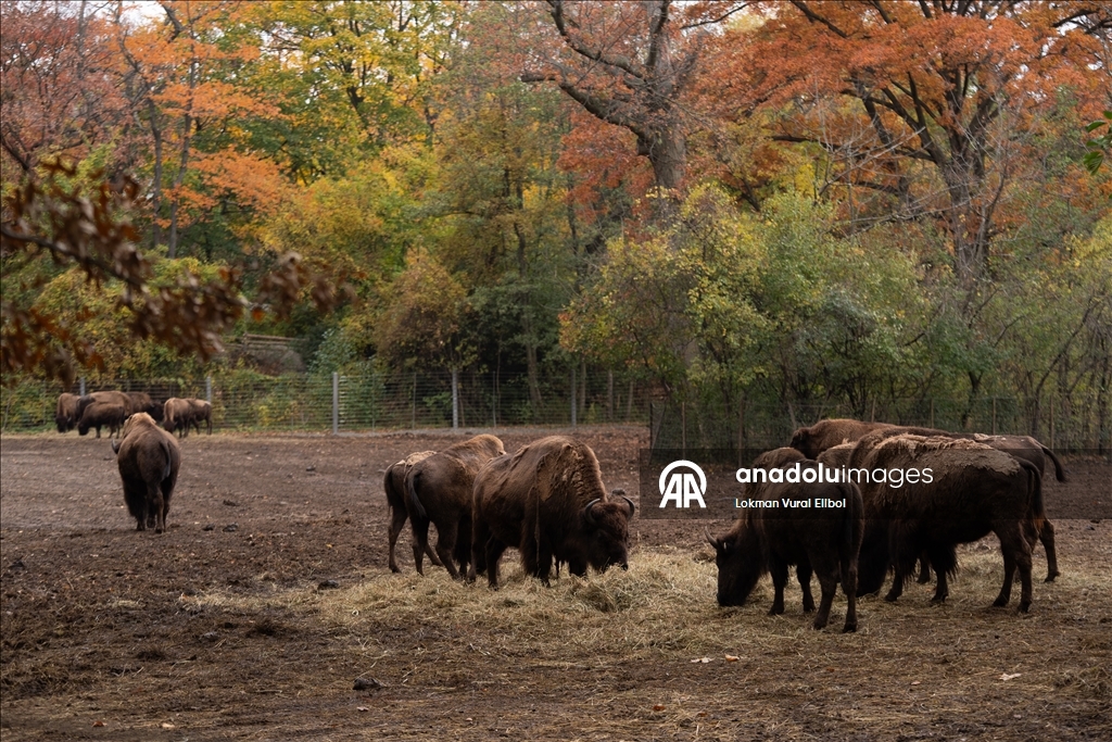 New York'un Bronx Hayvanat Bahçesi’nde sonbahar